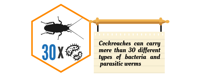 Cockroaches